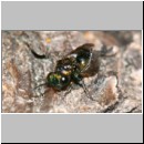 Chalcididae sp - Erzwespe 03c 3mm.jpg